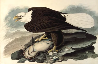 Pygargue à tête blanche, 1828